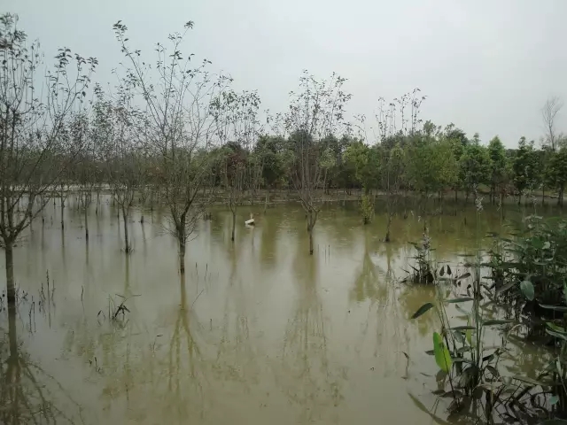 众志成城，鏖战洪灾，市园林科学研究所打响中试基地抗洪救灾保卫战！