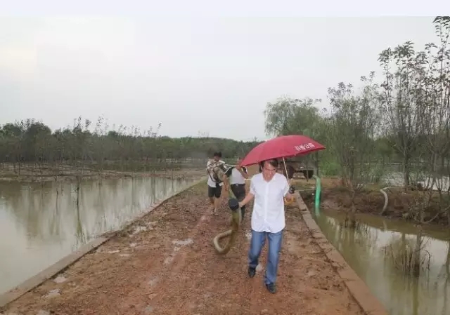 众志成城，鏖战洪灾，市园林科学研究所打响中试基地抗洪救灾保卫战！