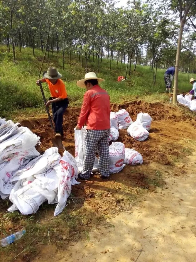 众志成城，鏖战洪灾，市园林科学研究所打响中试基地抗洪救灾保卫战！