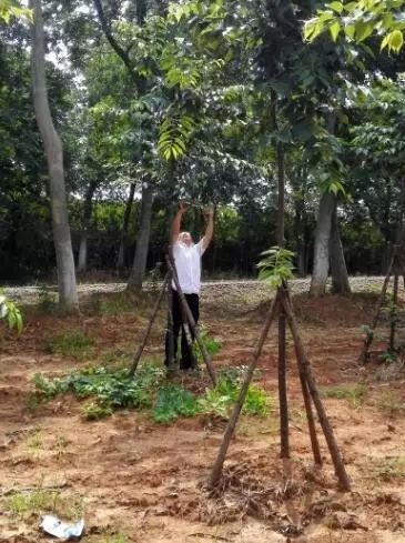 众志成城，鏖战洪灾，市园林科学研究所打响中试基地抗洪救灾保卫战！