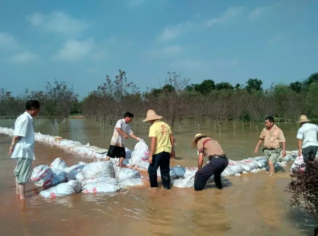 众志成城，鏖战洪灾，市园林科学研究所打响中试基地抗洪救灾保卫战！
