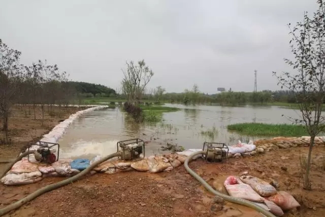 众志成城，鏖战洪灾，市园林科学研究所打响中试基地抗洪救灾保卫战！