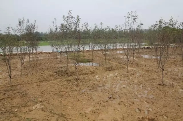 众志成城，鏖战洪灾，市园林科学研究所打响中试基地抗洪救灾保卫战！