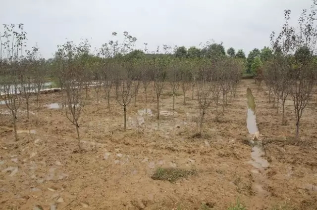 众志成城，鏖战洪灾，市园林科学研究所打响中试基地抗洪救灾保卫战！