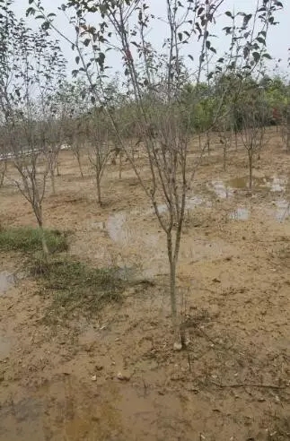 众志成城，鏖战洪灾，市园林科学研究所打响中试基地抗洪救灾保卫战！