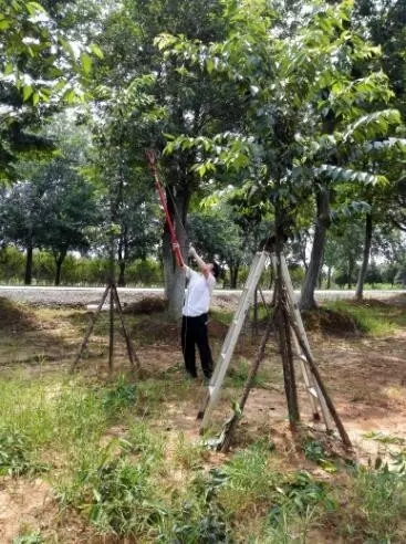 众志成城，鏖战洪灾，市园林科学研究所打响中试基地抗洪救灾保卫战！