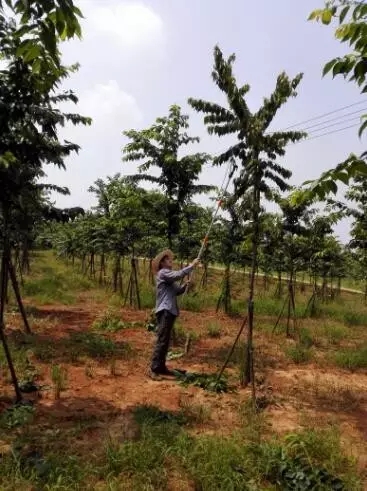 众志成城，鏖战洪灾，市园林科学研究所打响中试基地抗洪救灾保卫战！