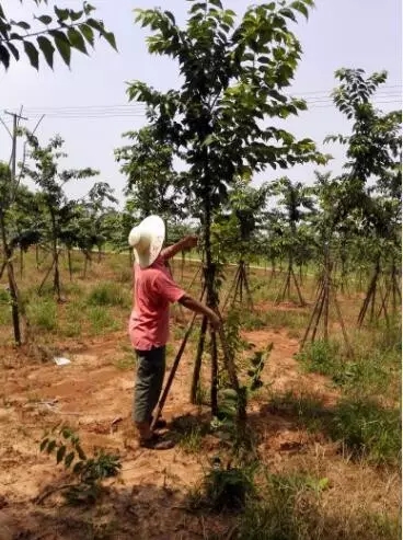 众志成城，鏖战洪灾，市园林科学研究所打响中试基地抗洪救灾保卫战！