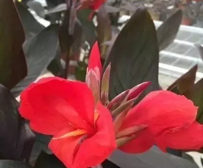 矮生美人蕉