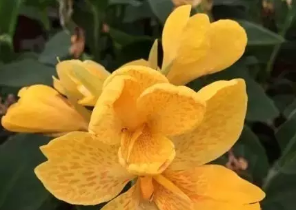 矮生美人蕉