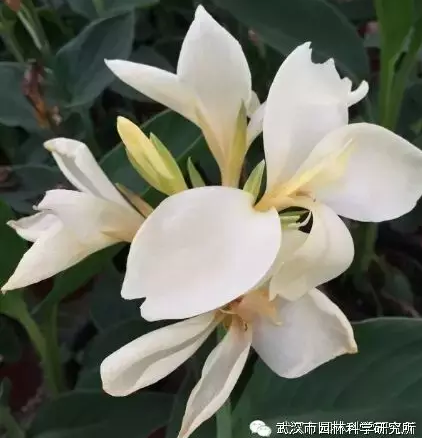 矮生美人蕉