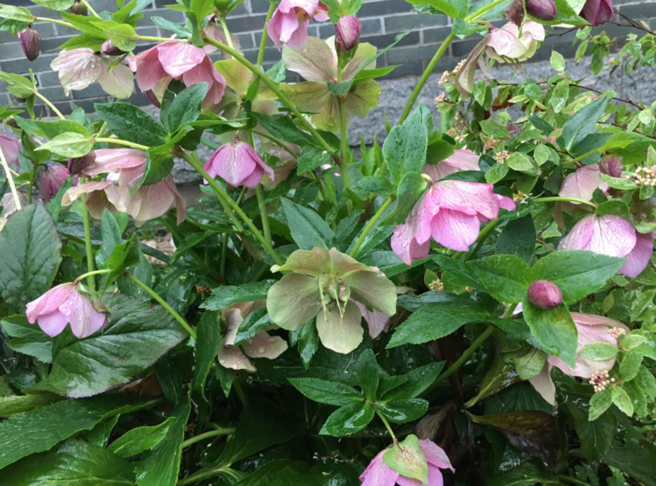 铁筷子花