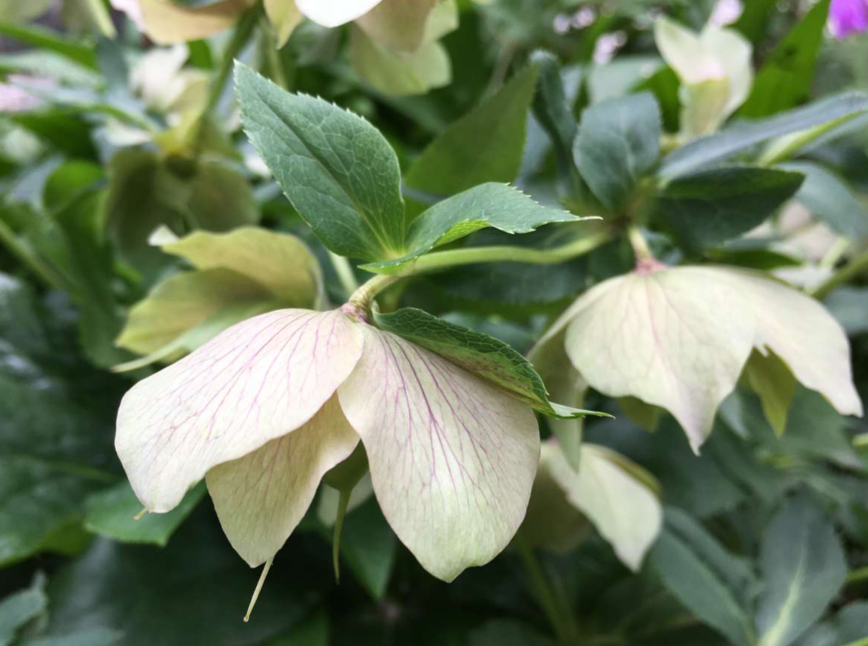 铁筷子花
