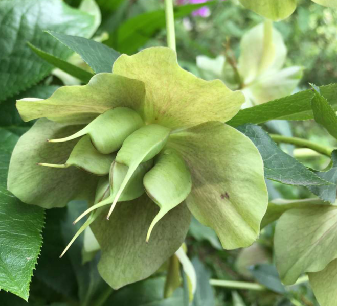 铁筷子花