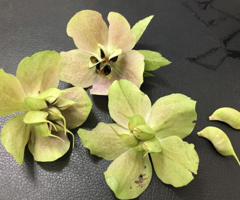 铁筷子花