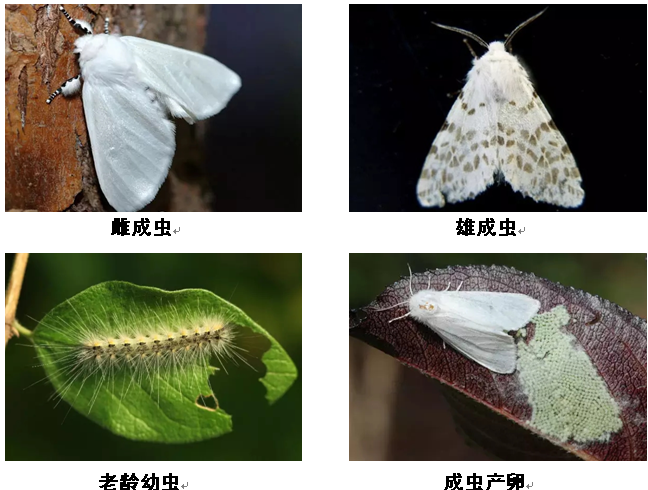美国白蛾入侵来犯---科研院专题解答