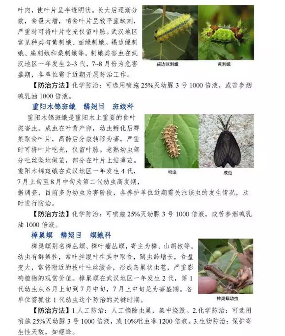 武汉市园林植保信息2017年第7期