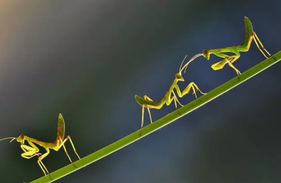 昆虫的世界你懂吗？