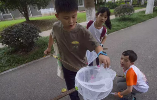 昆虫的世界你懂吗？