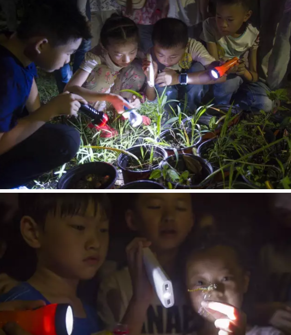 昆虫的世界你懂吗？