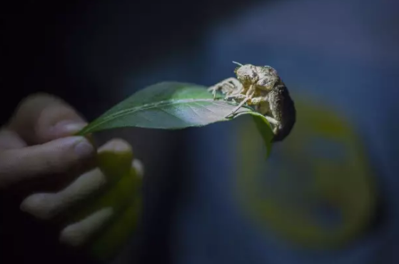 昆虫的世界你懂吗？