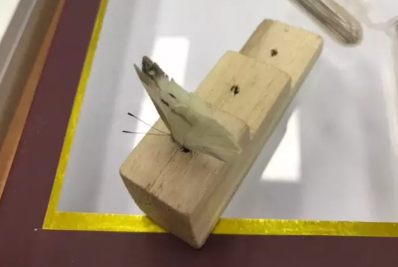 昆虫的世界你懂吗？