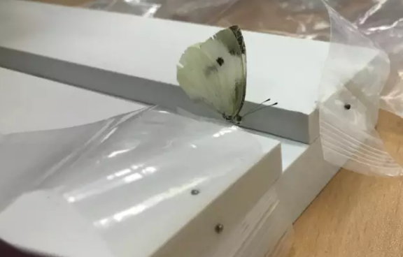 昆虫的世界你懂吗？