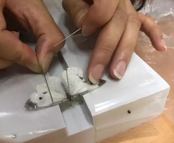 昆虫的世界你懂吗？