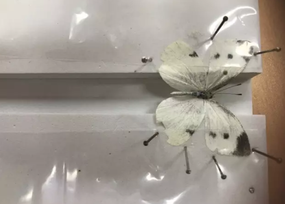 昆虫的世界你懂吗？