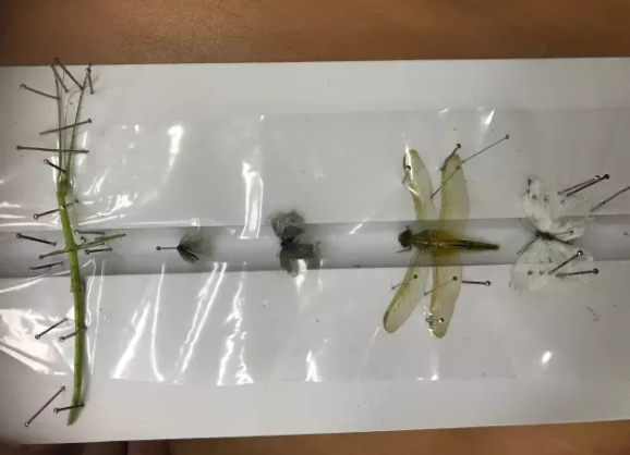 昆虫的世界你懂吗？