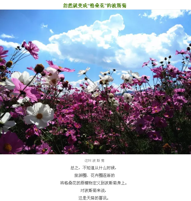 格桑花到底应该是什么样的植物？