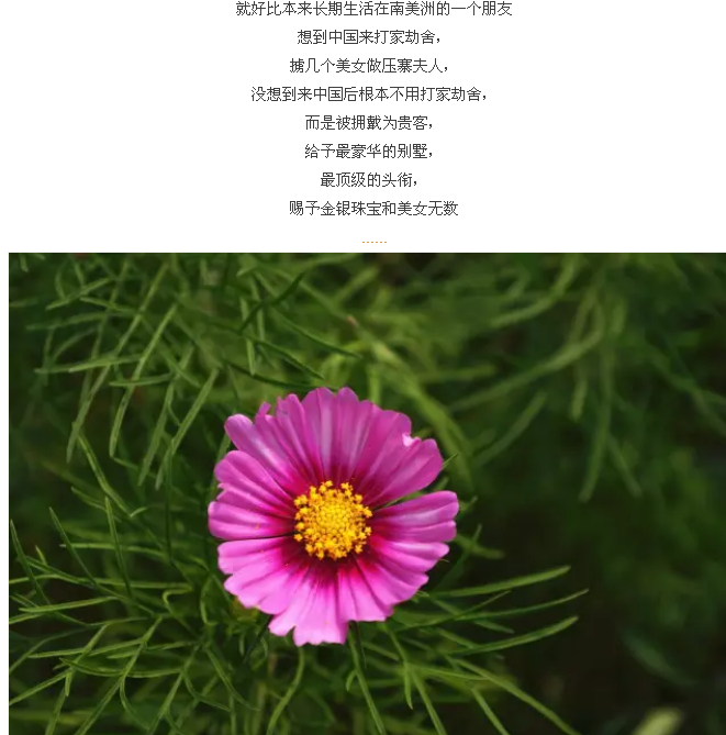 格桑花到底应该是什么样的植物？