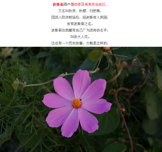 格桑花到底应该是什么样的植物？