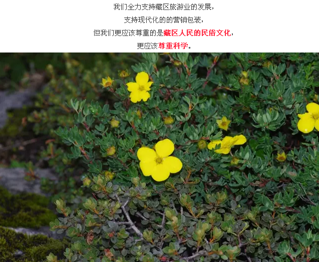 格桑花到底应该是什么样的植物？