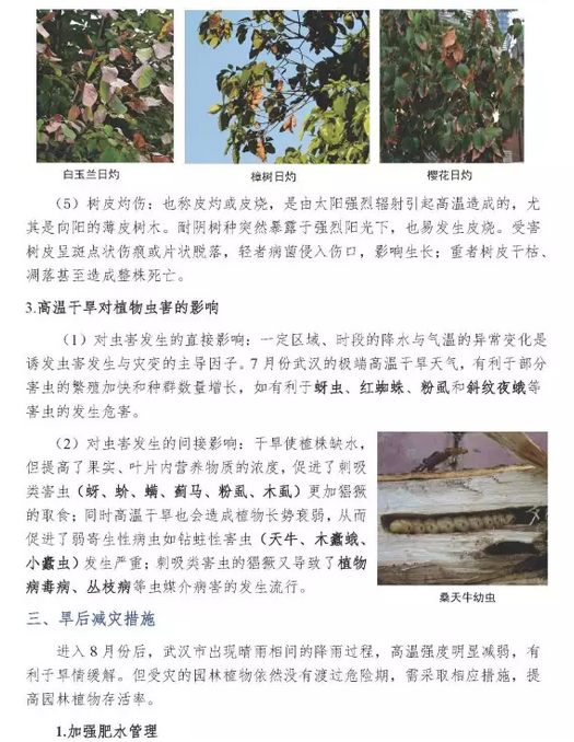 武汉市园林植保信息2017年第8期