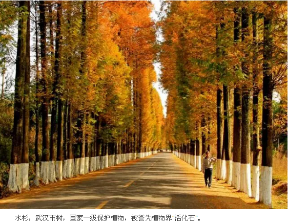 武汉这个公园偏藏奇花异草，周末带你探访这群植物界的远古来客！