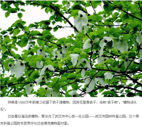武汉这个公园偏藏奇花异草，周末带你探访这群植物界的远古来客！