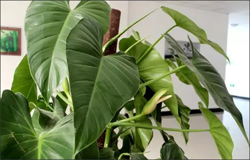 花农亲授大叶绿萝养植方法 难怪以前老养不好