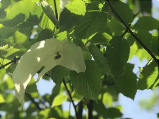 “中国鸽子树”罕见平地开花！