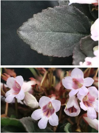 再接再厉！武汉市园林科学研究院新增两种苦苣苔科植物国际品种登录成功