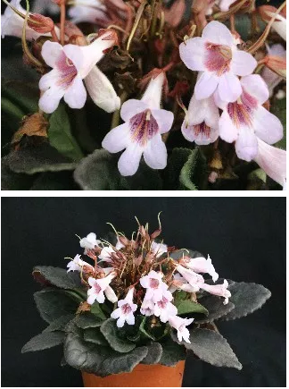 再接再厉！武汉市园林科学研究院新增两种苦苣苔科植物国际品种登录成功