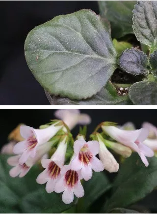 再接再厉！武汉市园林科学研究院新增两种苦苣苔科植物国际品种登录成功