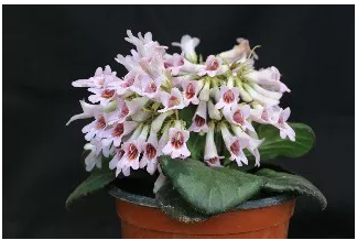 再接再厉！武汉市园林科学研究院新增两种苦苣苔科植物国际品种登录成功