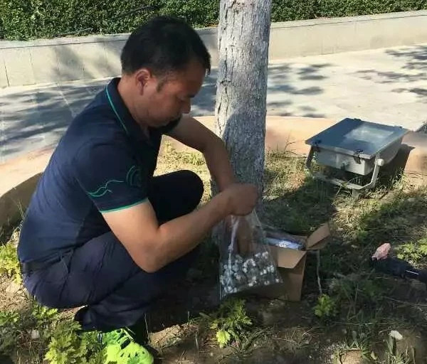 武汉援疆专家的新技术让树苗再现生机