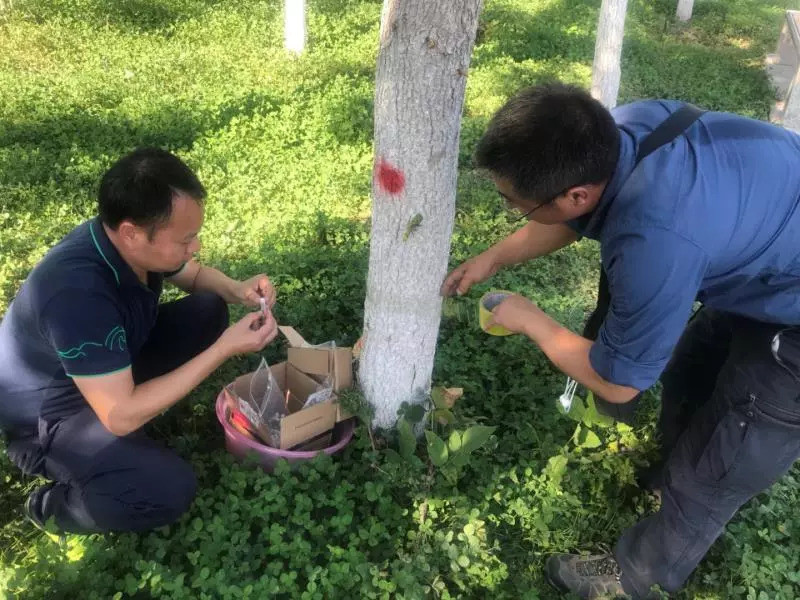 武汉援疆专家的新技术让树苗再现生机