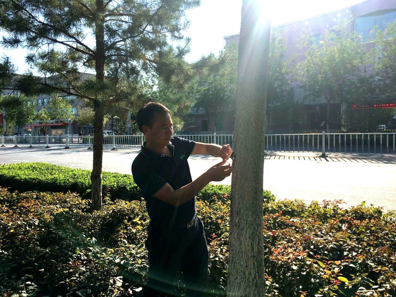 武汉援疆专家的新技术让树苗再现生机