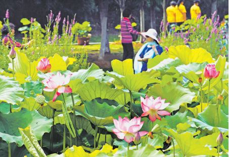 荷你共享 沙湖荷花展市民与插花大师共创作品