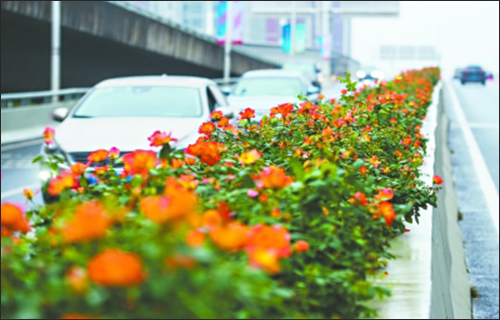 路边月季花开正艳成城市风景线