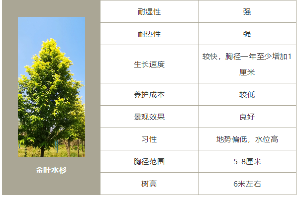 栽上这种行道树，行走时一路“黄金”相伴