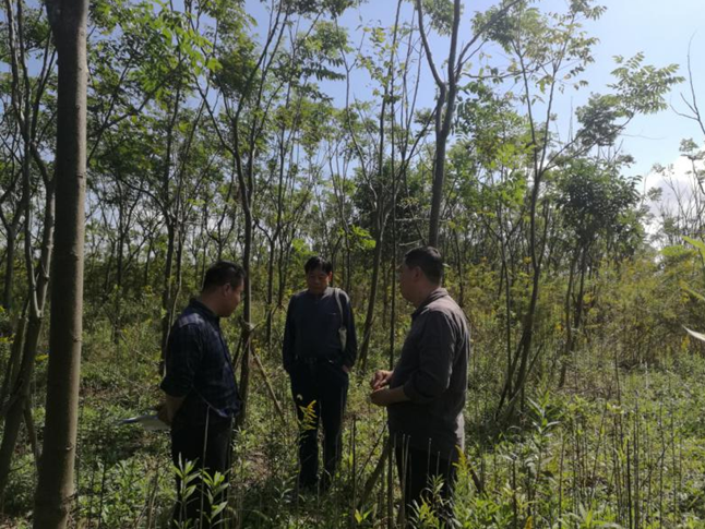 为城市播种未来 让大地重披绿衣